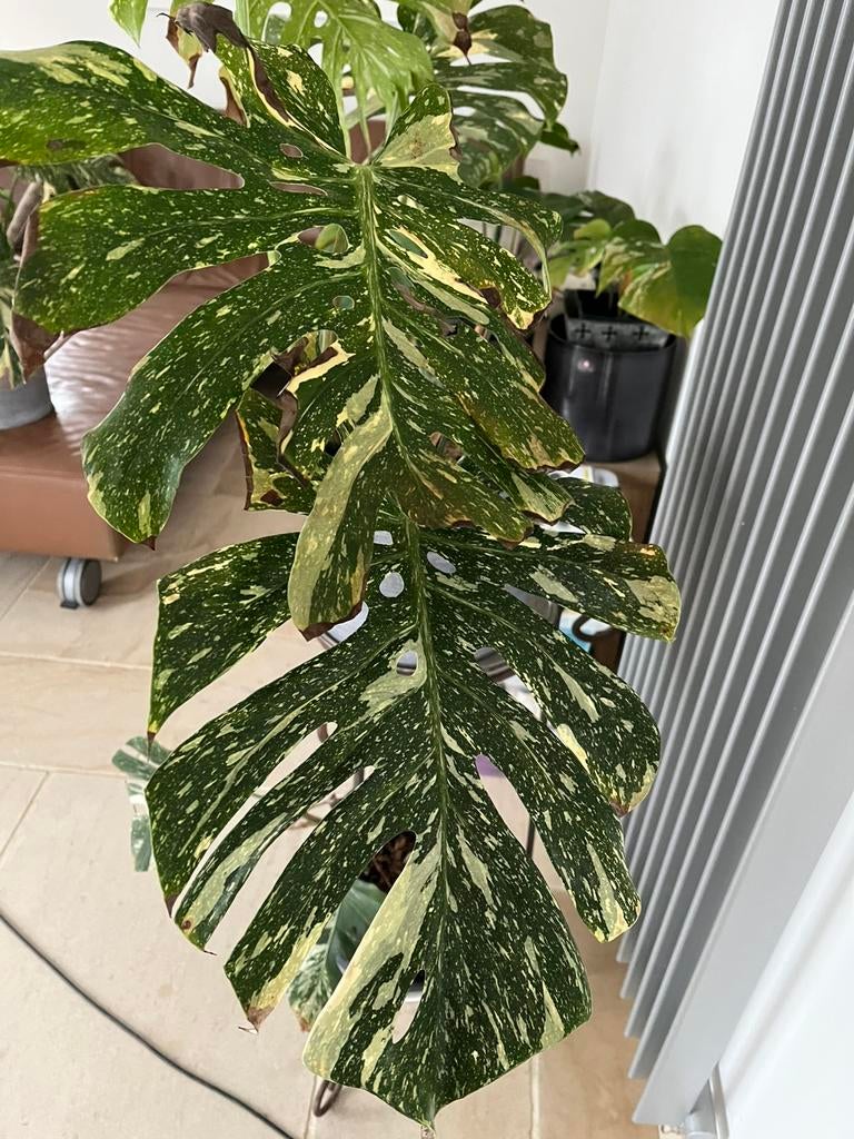 Monstera thai constellation opruiming plaatsgebrek, Maison & Meubles, Plantes d'intérieur, Enlèvement