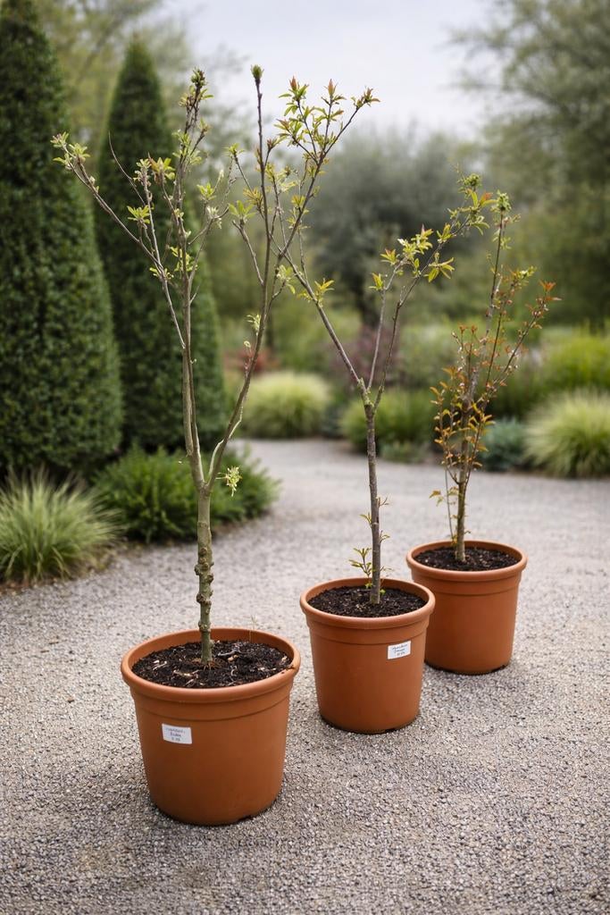 Fruitboom kerselaar prunus  - appelboom Malus  - kers Hedel, Ophalen