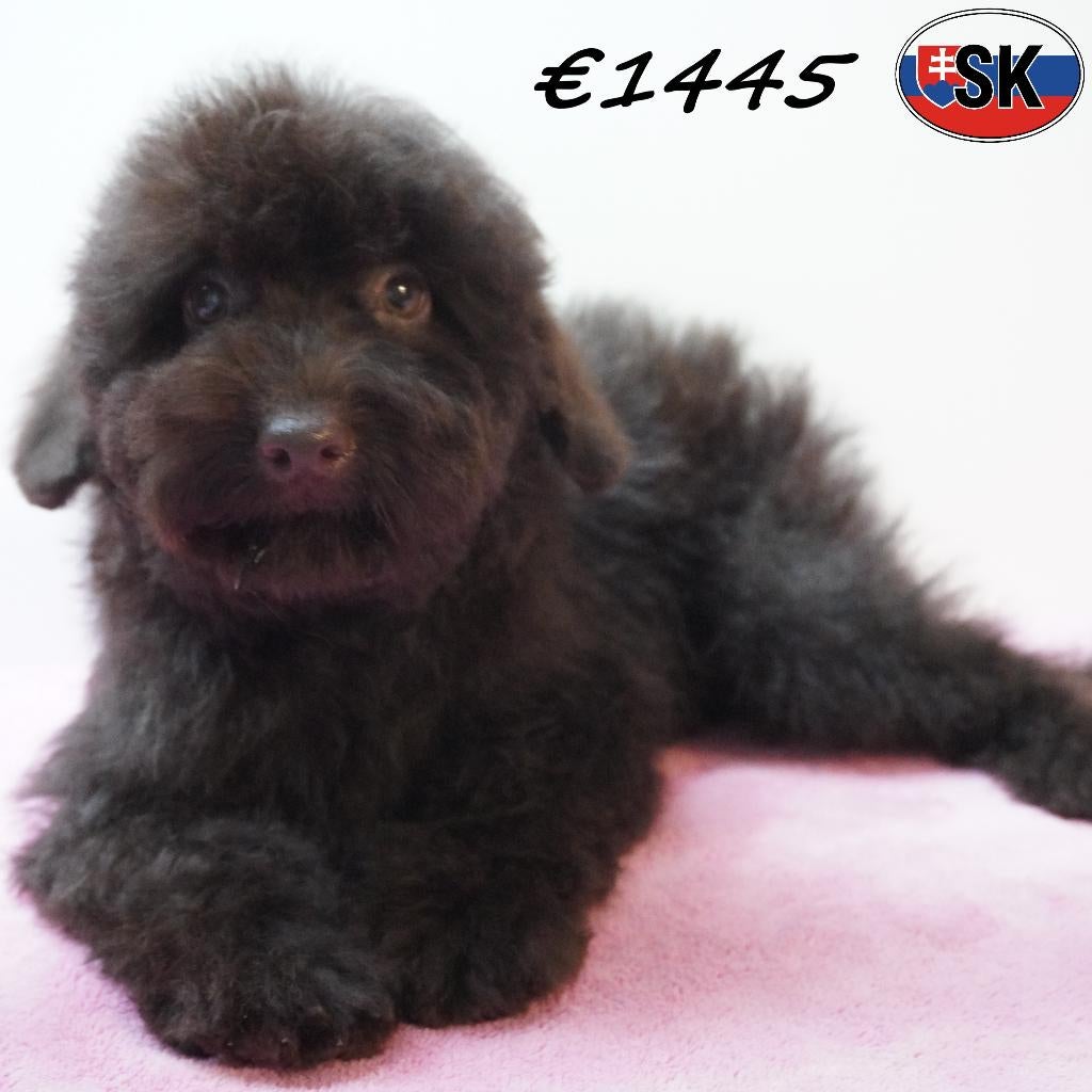 chiots Caniches, chocolat - à vendre, 15 semaines à 1 an, Caniche, Hépatite contagieuse (maladie de Rubarth), Plusieurs animaux