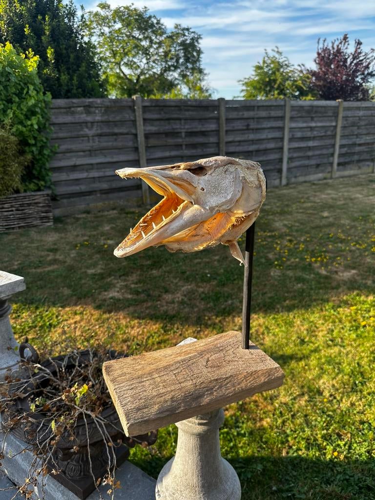 Taxidermie vis kop, Ophalen