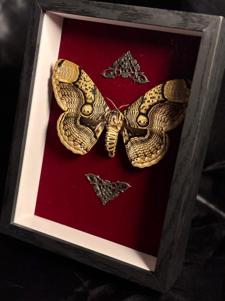 Brahmaea Hearseyi Ingelijst, Verzamelen, Dierenverzamelingen, Nieuw, Opgezet dier, Insect, Ophalen of Verzenden