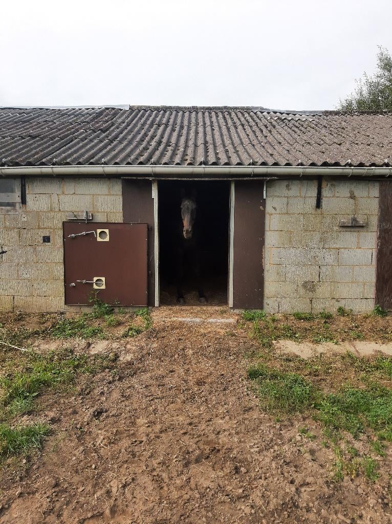 prairie pour chevaux, Pâturage, 1 cheval ou poney
