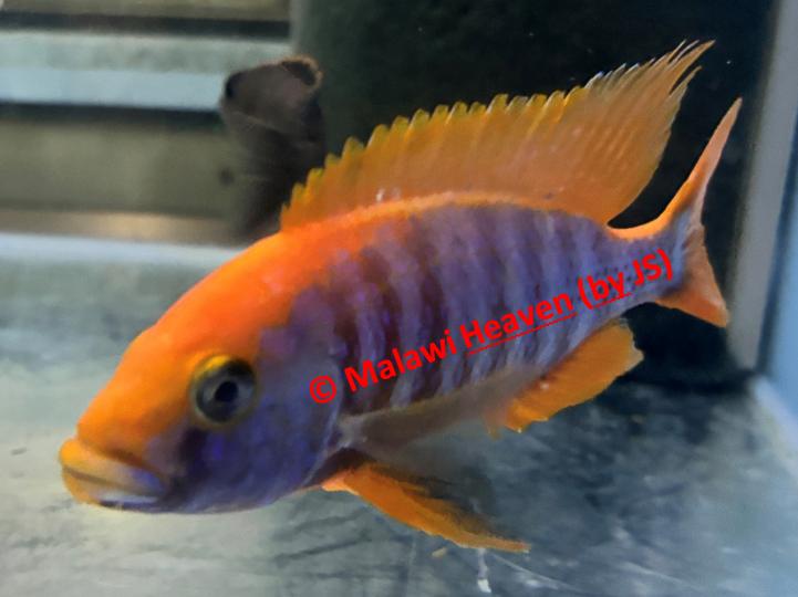 Aulonocara Sunset malawi cichliden, Dieren en Toebehoren, Vissen | Aquariumvissen, Zoetwatervis, Vis, Schoolvis