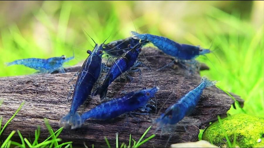 Blauwe Neocaridina garnalen te koop