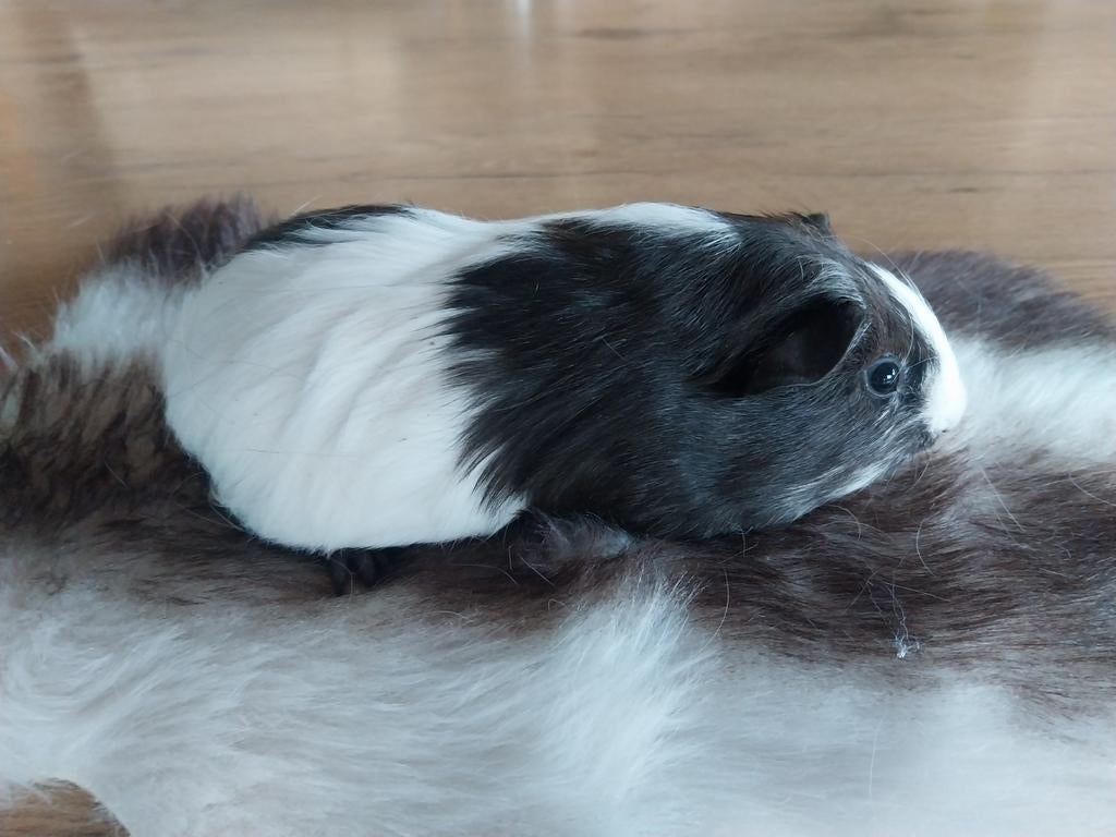 Jonge cavia zeugjes, Dieren en Toebehoren, Februari, Vrouwelijk, Cavia