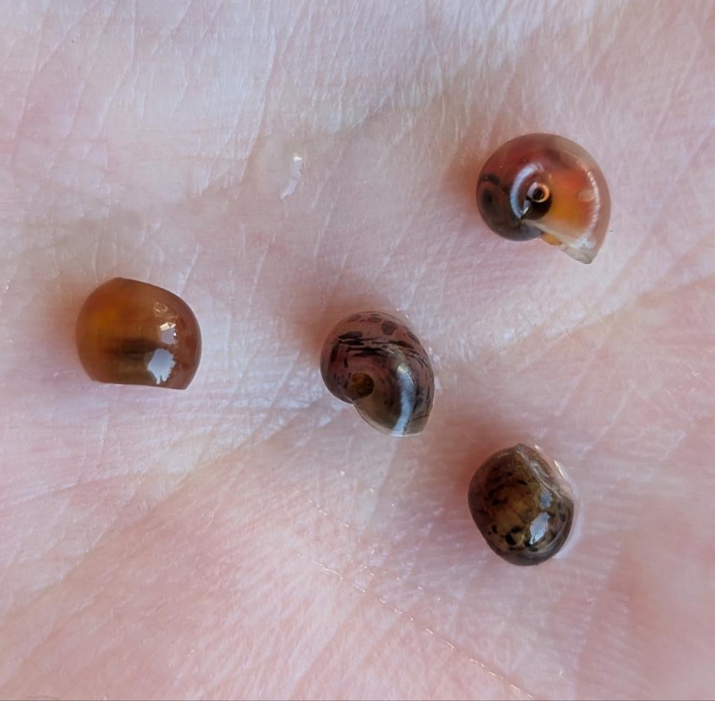 Mix posthoornslakken, Dieren en Toebehoren