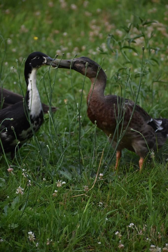 Broedeieren loopeenden, Animaux & Accessoires, Volatiles