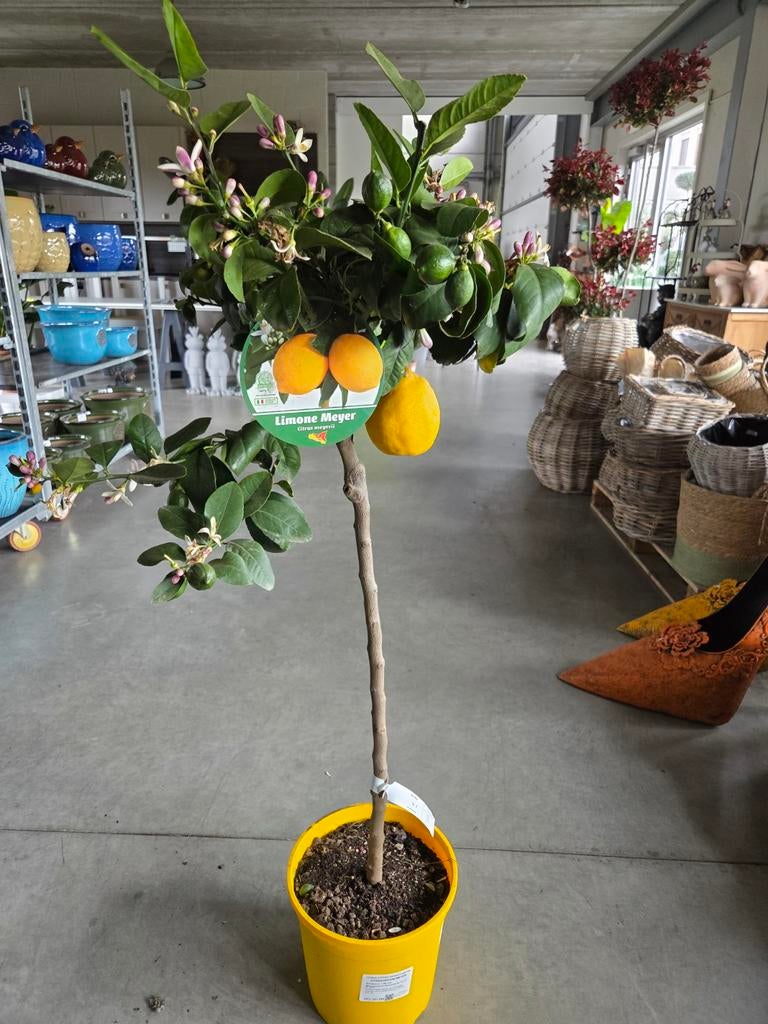 Citrus citroen Meyer, Tuin en Terras, Planten | Fruitbomen, Ophalen