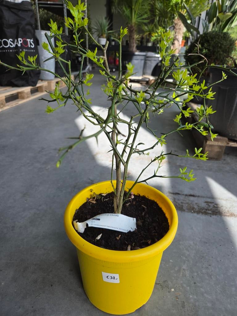 Winterharde citrus citroen - Poncirus Trifoliata, Ophalen