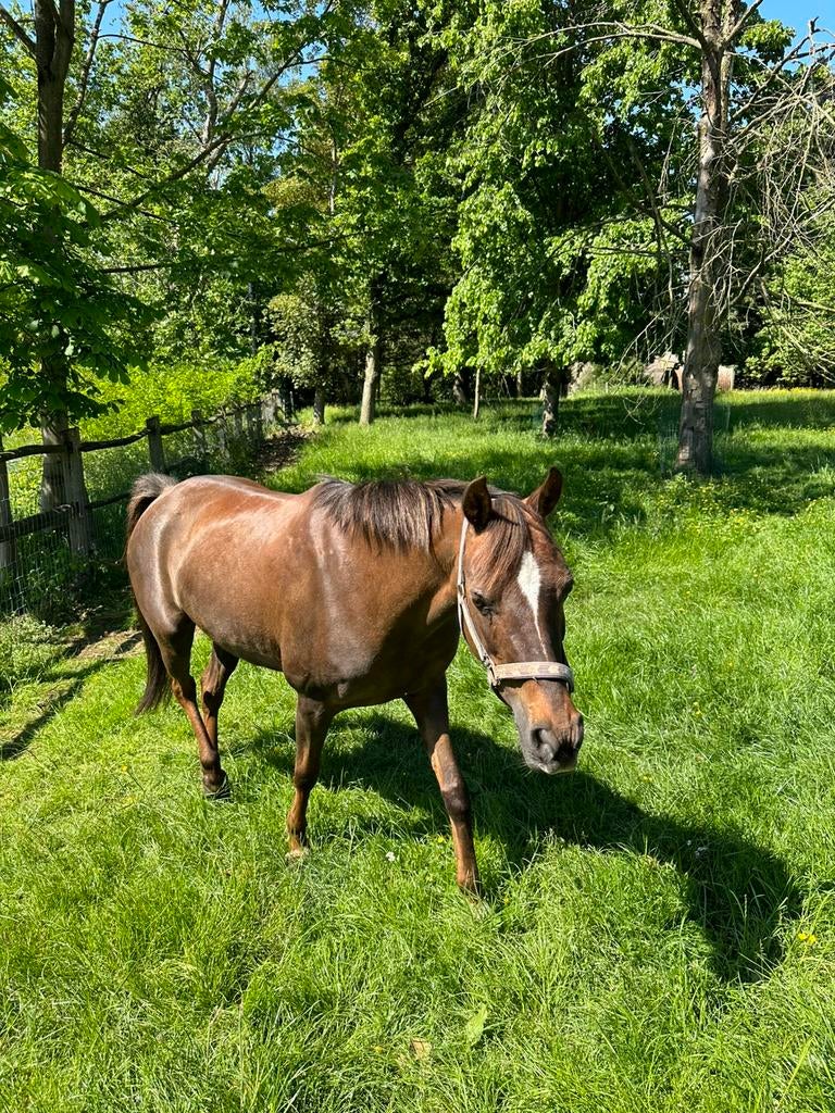 Bijrijder/verzorger gezocht, Jument