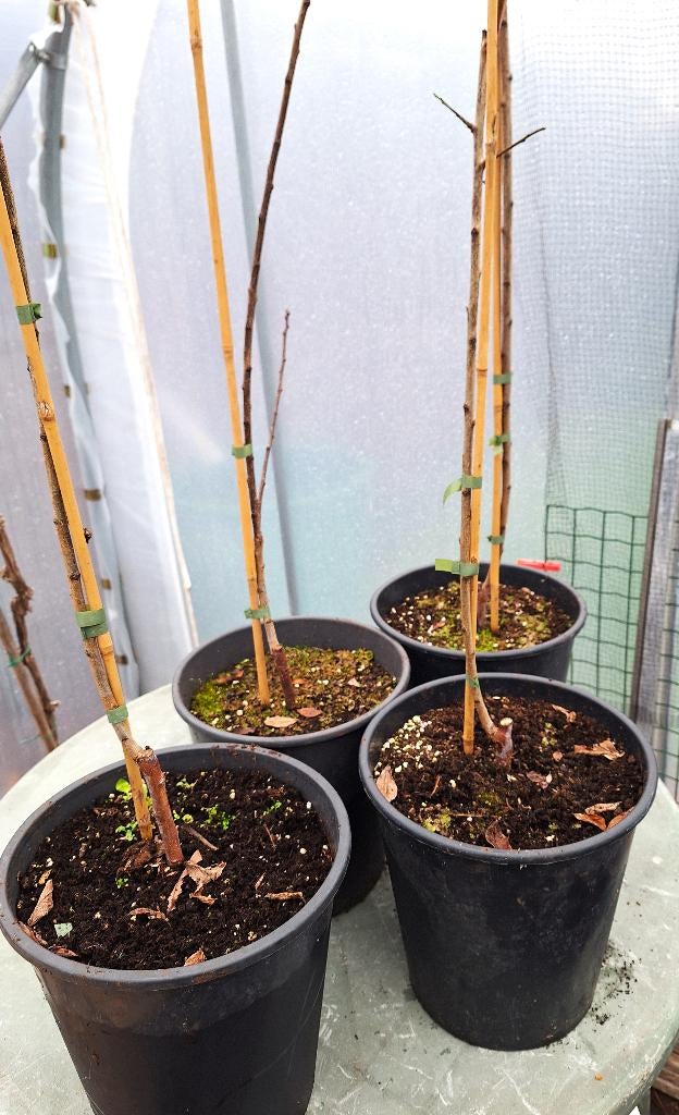 Pruimonderstammen, Jardin & Terrasse, Plantes | Arbres fruitiers, En pot, Prunier, Plein soleil, Enlèvement