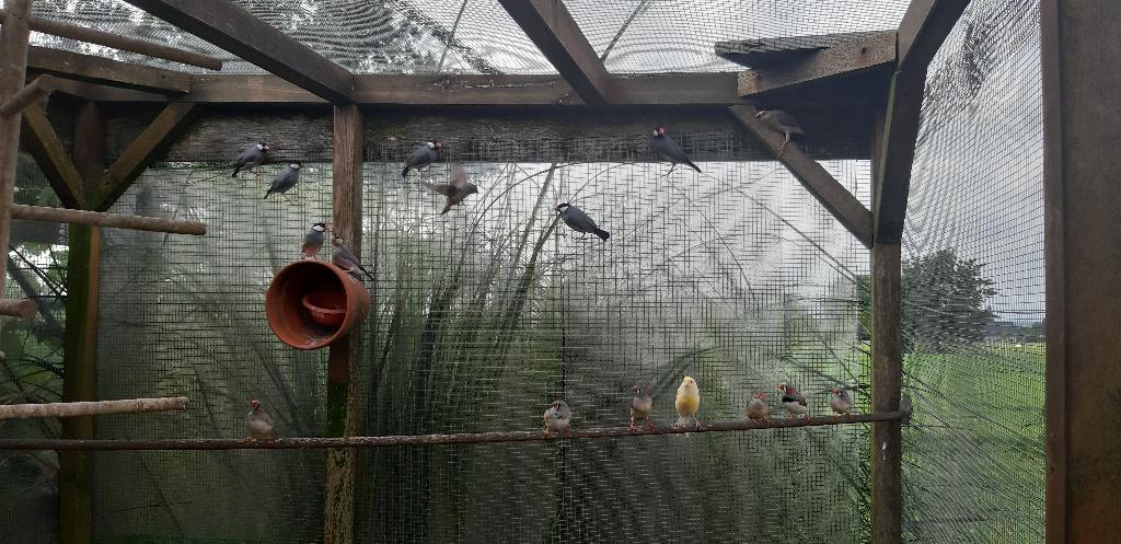 Rijstvogels Padda, Plusieurs animaux