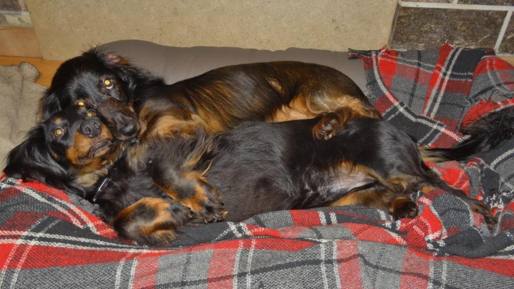 Hondenopvang, Services & Professionnels, Animaux | Chiens | Soins, Dog-sitting & Dressage, Garde privée