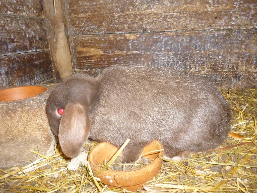 jonge dwergkonijnen, Dieren en Toebehoren, Meerdere dieren, Dwerg, Hangoor, 0 tot 2 jaar