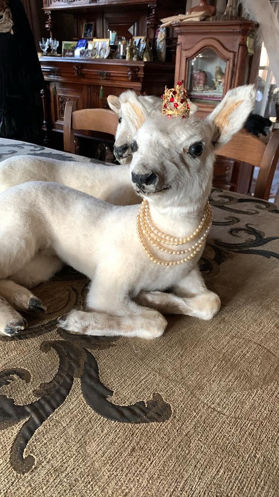 Taxidermie schapen lammetjes, Ophalen
