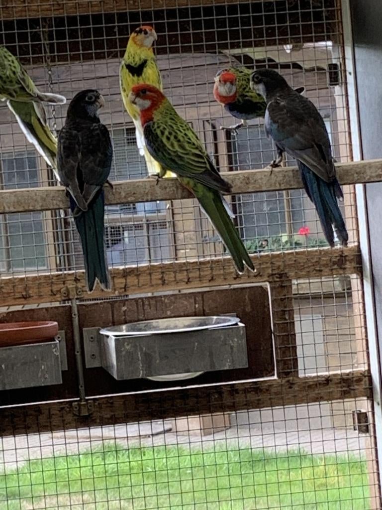 Perruches Rosella, Plusieurs animaux, Perruche, Bagué