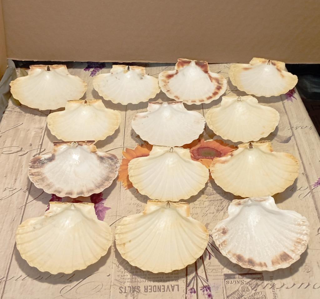 13 noix de saint Jacques., Diversen, Ophalen of Verzenden