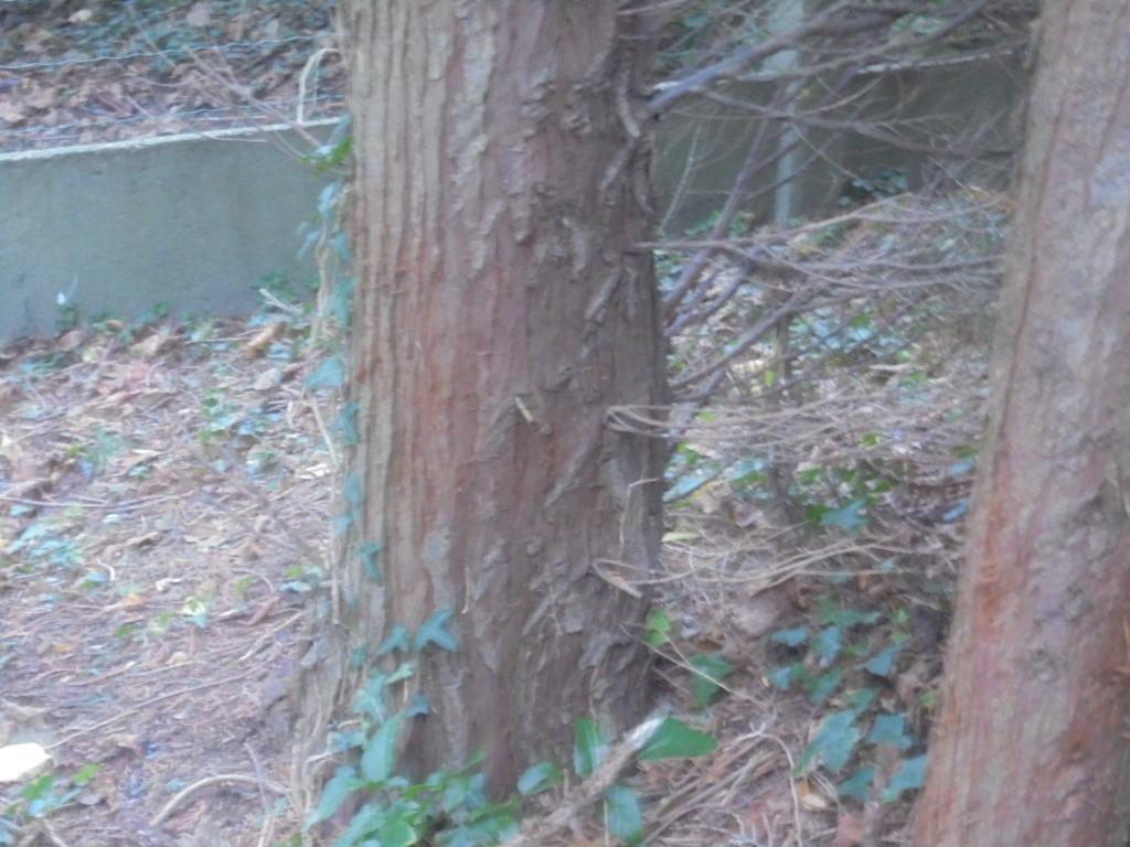 Coupe de bois gratuite à 1970 Wezembeek, Jardin & Terrasse, Bois de chauffage, Enlèvement