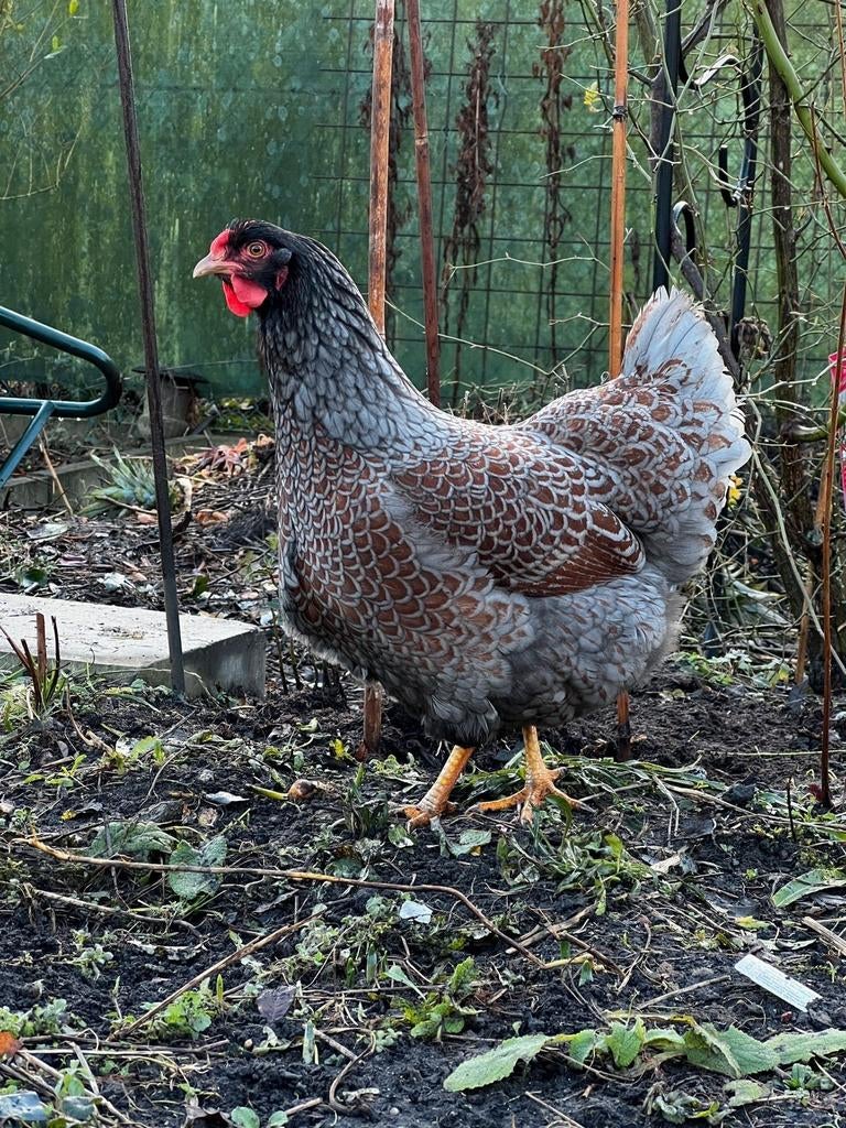 Broedeieren Barnevelder groothoenders, Dieren en Toebehoren, Pluimvee
