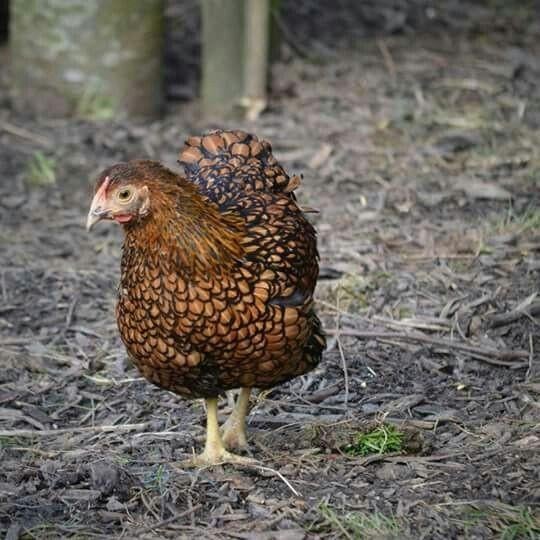 Wyandotte krielkippen jonge hennen beschikbaar, Femelle, Poule ou poulet