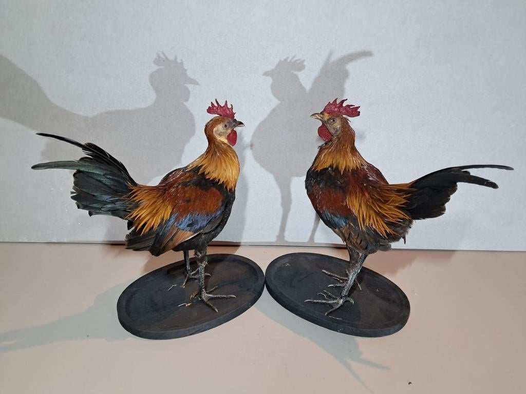 2 prachtig opgezette hanen €95 per stuk., Verzamelen, Dierenverzamelingen, Zo goed als nieuw, Opgezet dier, Boerderijdier, Ophalen of Verzenden