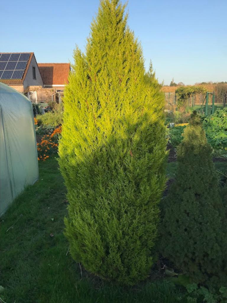 naaldboom, Tuin en Terras, Ophalen