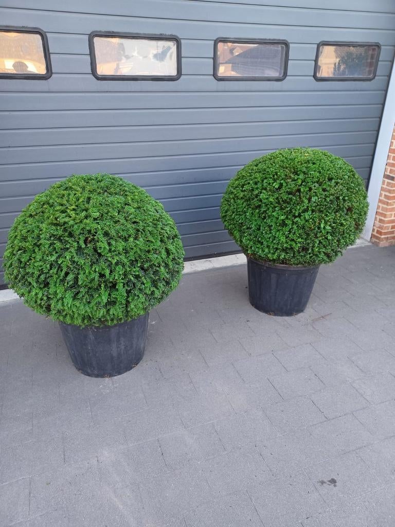 Taxus baccata, Tuin en Terras, Ophalen, Taxus, Struik, 100 tot 250 cm