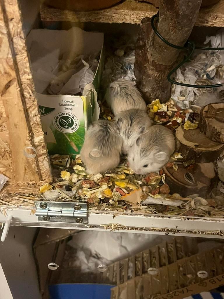 Gratis dwerghamstertjes, Maart, Meerdere dieren, Hamster