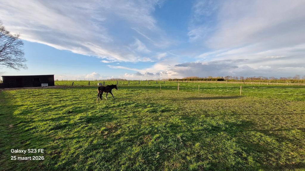Weidemaatjes gezocht., Plusieurs animaux, Ne s'applique pas