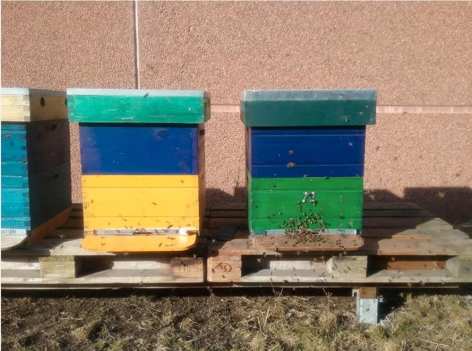 Bijenvolken Carnika F1 op simplexramen, Dieren en Toebehoren, Insecten en Spinnen, Bijen