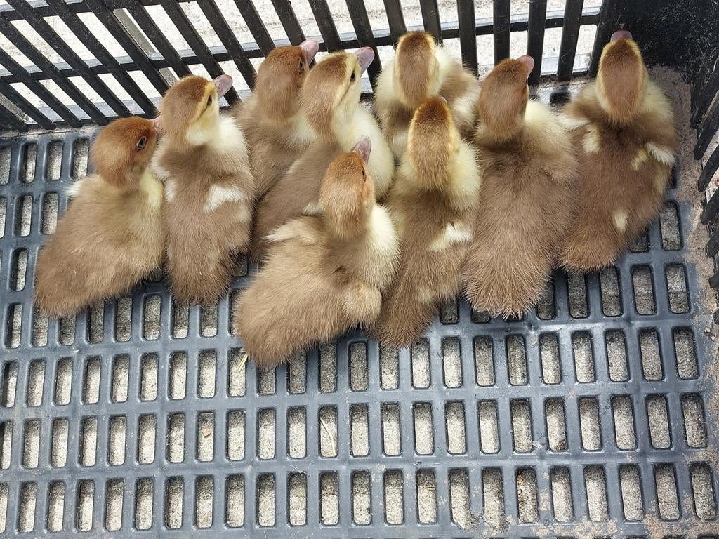 VERWACHT eind april kleurzuivere barberie/ muskus eenden