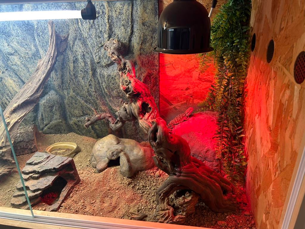 Terrarium avec pogona, Animaux & Accessoires, Enlèvement, Comme neuf