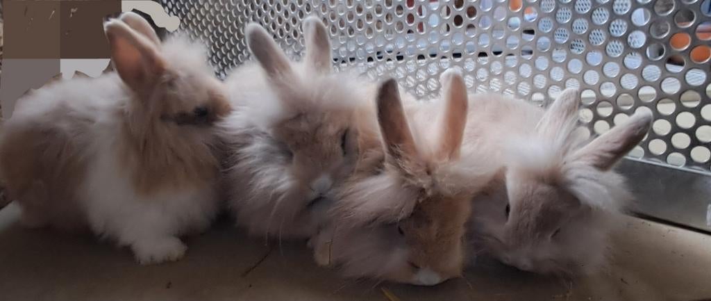 Mooie dwergpaaskonijntjes  7 weken oud 4 bechikbaar