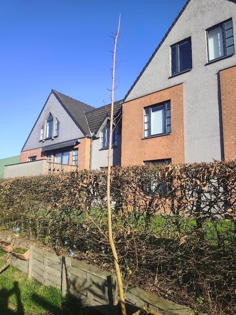 Erable vert ( arbre), Autres espèces, Enlèvement, Ombre partielle, Printemps