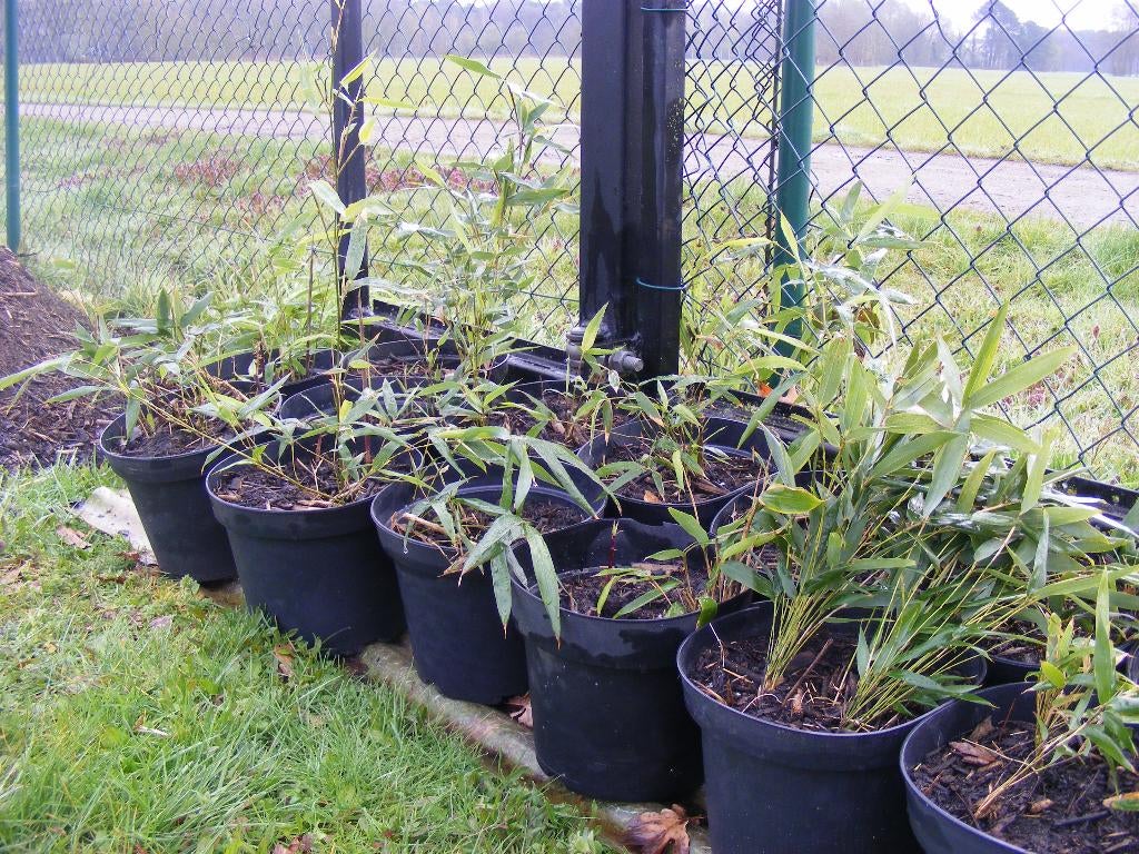 Woekerende Bamboe plantjes. per 10 stuks 1 gratis., Tuin en Terras, Planten | Tuinplanten, Ophalen, Vaste plant, Siergrassen