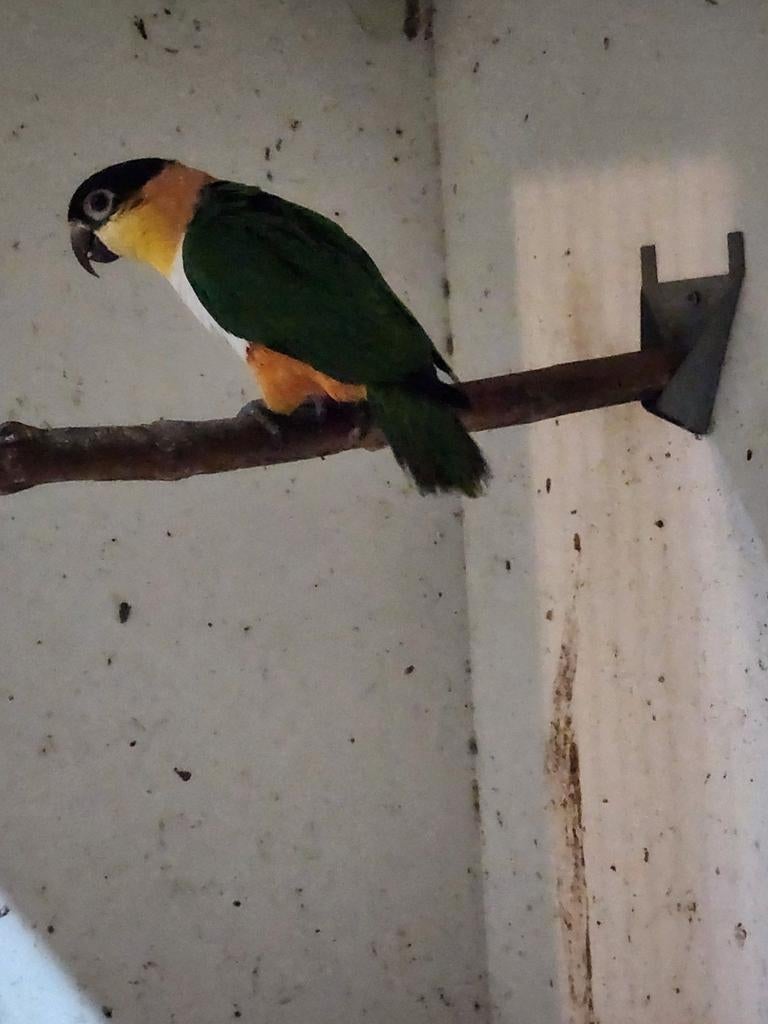 Koppel zwartkop caique, Dieren en Toebehoren, Vogels | Parkieten en Papegaaien