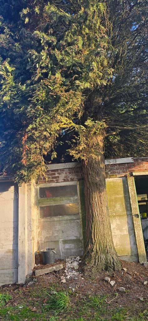 Boom gratis, Enlèvement ou Envoi