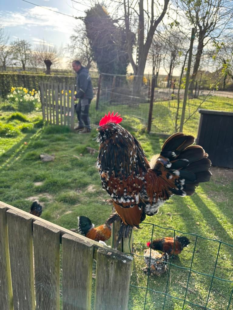 Ukkelse baardkriel haantjes, Dieren en Toebehoren, Mannelijk, Kip