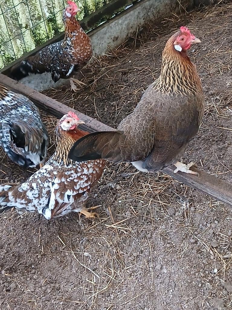 1 Engelse krielen hen en broedeieren, Vrouwelijk, Kip