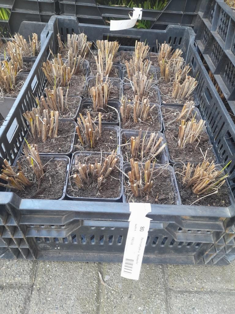 Pennisetum alopecuroides 'hameln' P9, Tuin en Terras, Ophalen