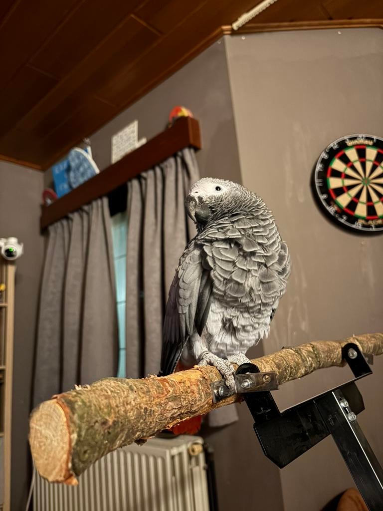 Grijze roodstaart, Dieren en Toebehoren, Vrouwelijk, Papegaai, Pratend