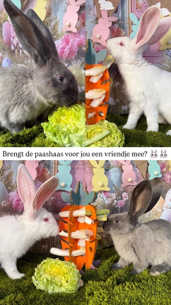 LAATSTE VAN HET NEST Raszuivere Duitse reuzen met ID boekje, Dieren en Toebehoren, Konijnen, Groot, Meerdere dieren, 0 tot 2 jaar