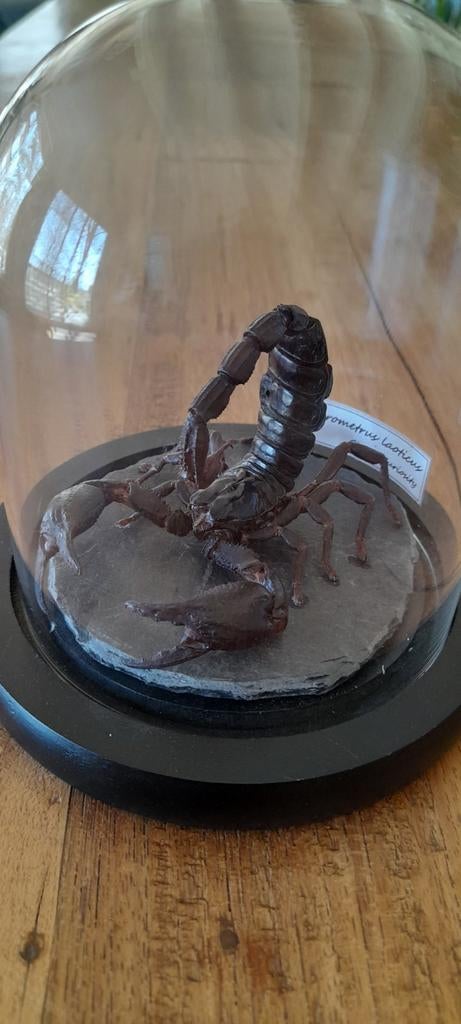 Scorpion sous cloche. Superbe, Antiquités & Art, Enlèvement