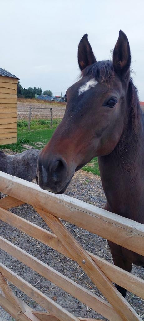 wandelpaard, fokmerrie, therapie paard, Dieren en Toebehoren, Merrie