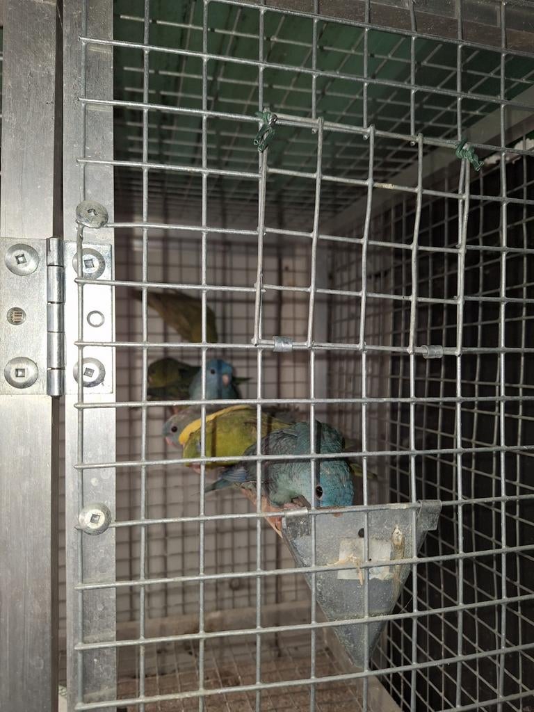 Catharina parkieten, Dieren en Toebehoren, Meerdere dieren, Parkiet, Geringd