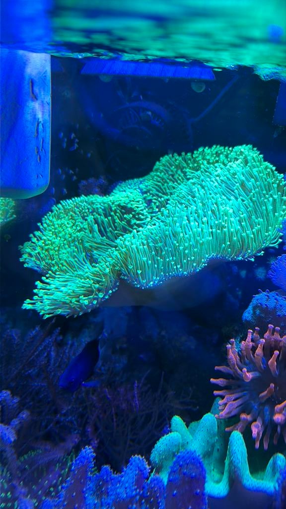 Beaux coraux en cuir de champignon (Sarcophyton), Animaux & Accessoires, Enlèvement, Neuf