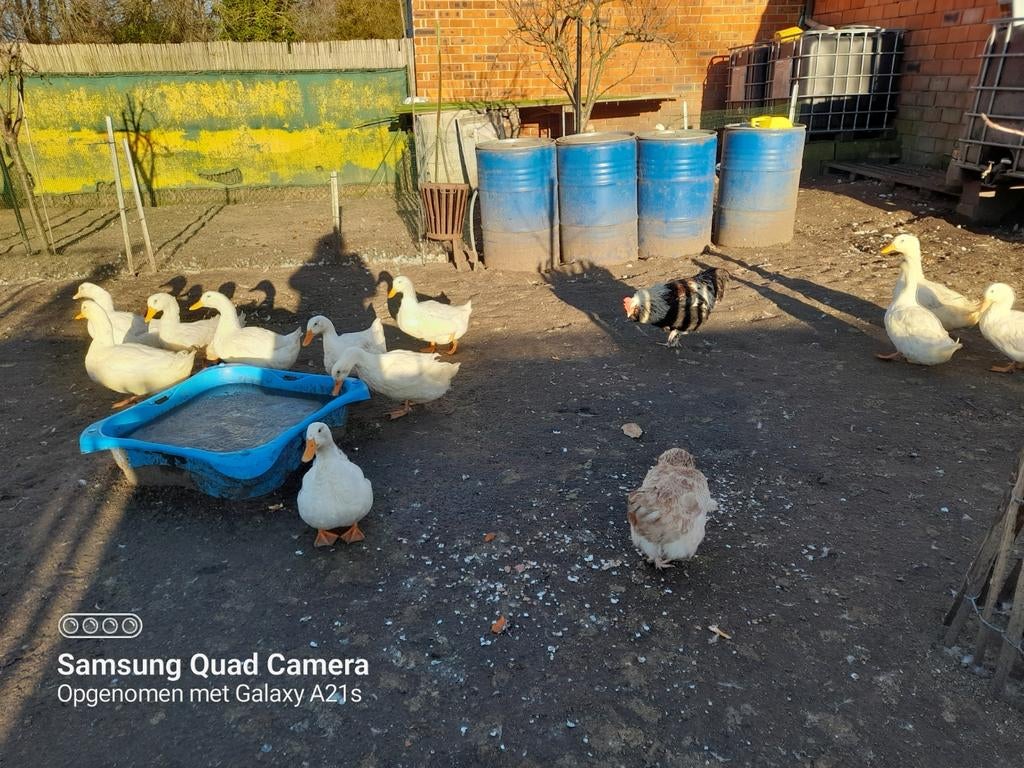 Broedeieren Pekingeenden, Dieren en Toebehoren, Eend