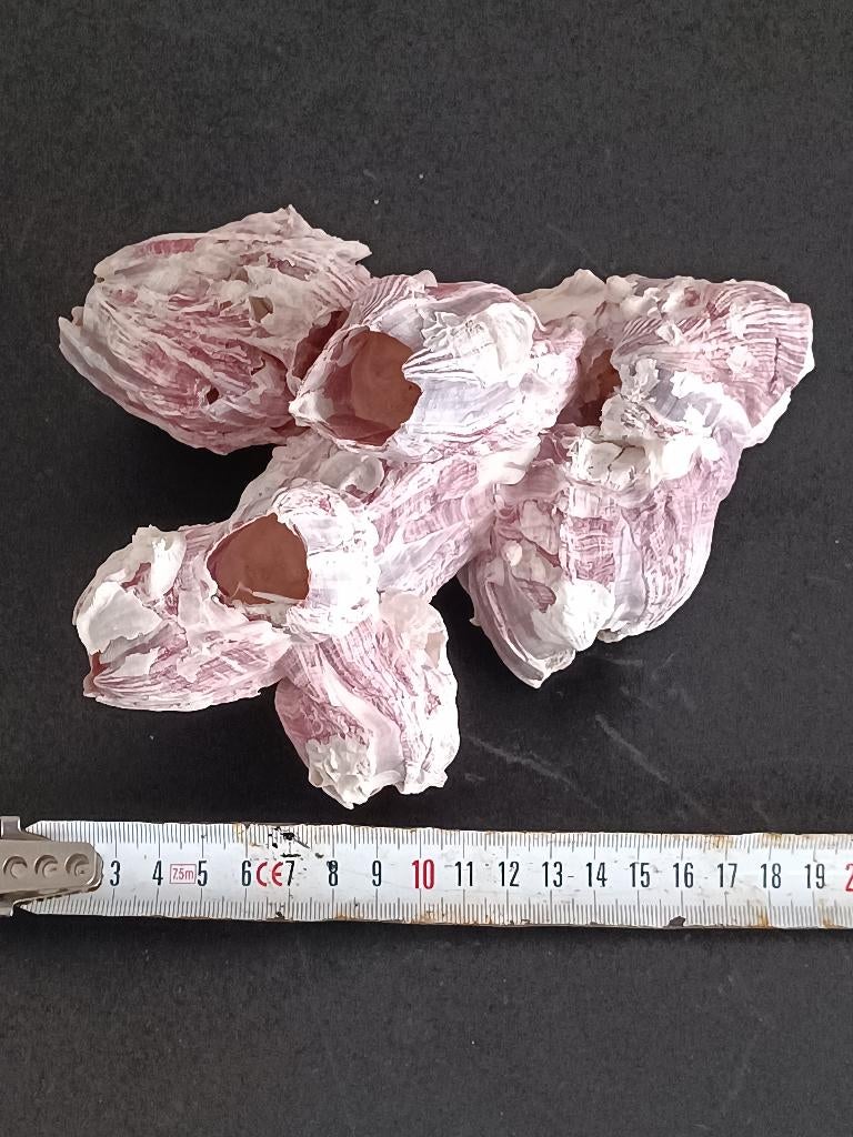 Reuze paarse zeepokken en woestijnroos, Ophalen of Verzenden