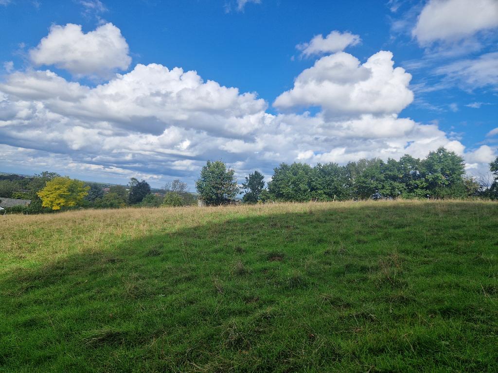 Weide 50 are of 1ha te koop in Herent, Weidegang, 4 paarden of pony's of meer