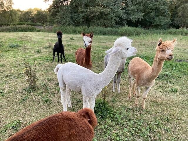 alpaca hengst, Dieren en Toebehoren, Runderen, Mannelijk, 3 tot 6 jaar